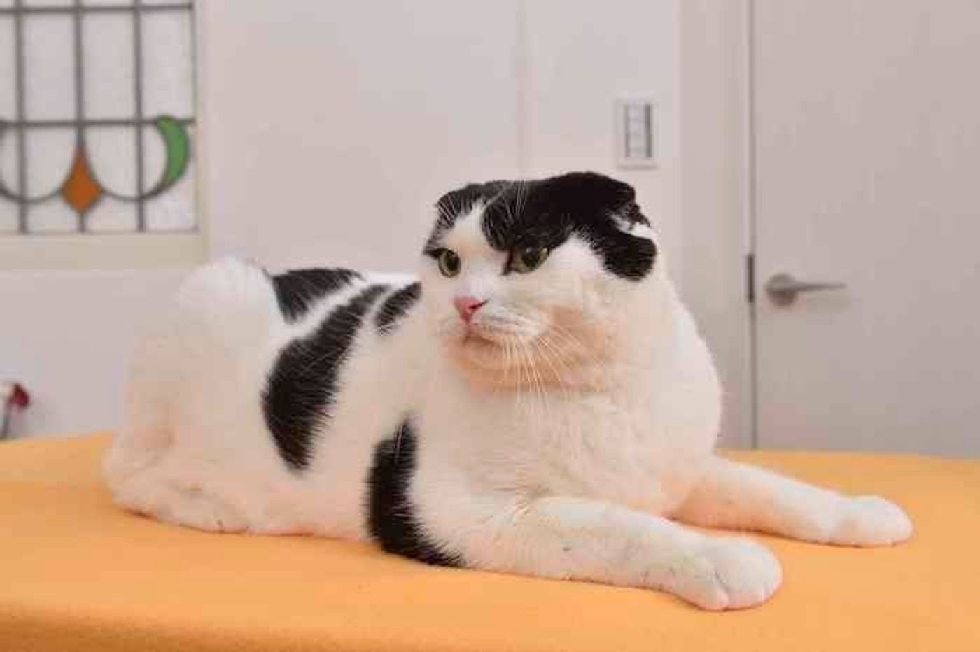 スコティッシュ フォールドの特徴と性格 飼い方 価格相場など 猫図鑑 ねこのきもちweb Magazine スコティッシュ フォールドの特徴と性格 飼い方 価格相場など 猫図鑑 ねこのきもちweb Magazine