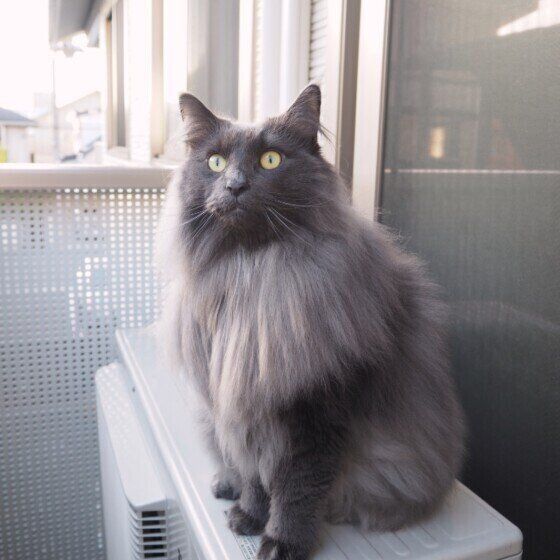 ノルウェージアンフォレストキャットのレオちゃん