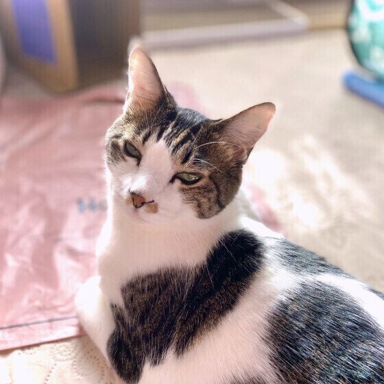 見つめるわさびくん（MIX）