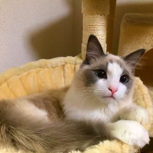 ラグドールのミルちゃん