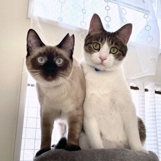 猫タワーの1番上で2匹一緒に過ごす五郎くん