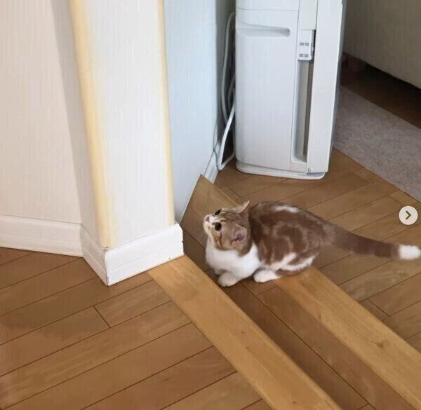 飼い主さんにドッキリを仕掛けるころんちゃん