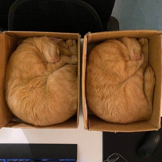 別の箱なのに同じ形で眠る猫