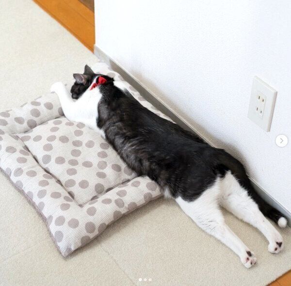 伸びるグランくん