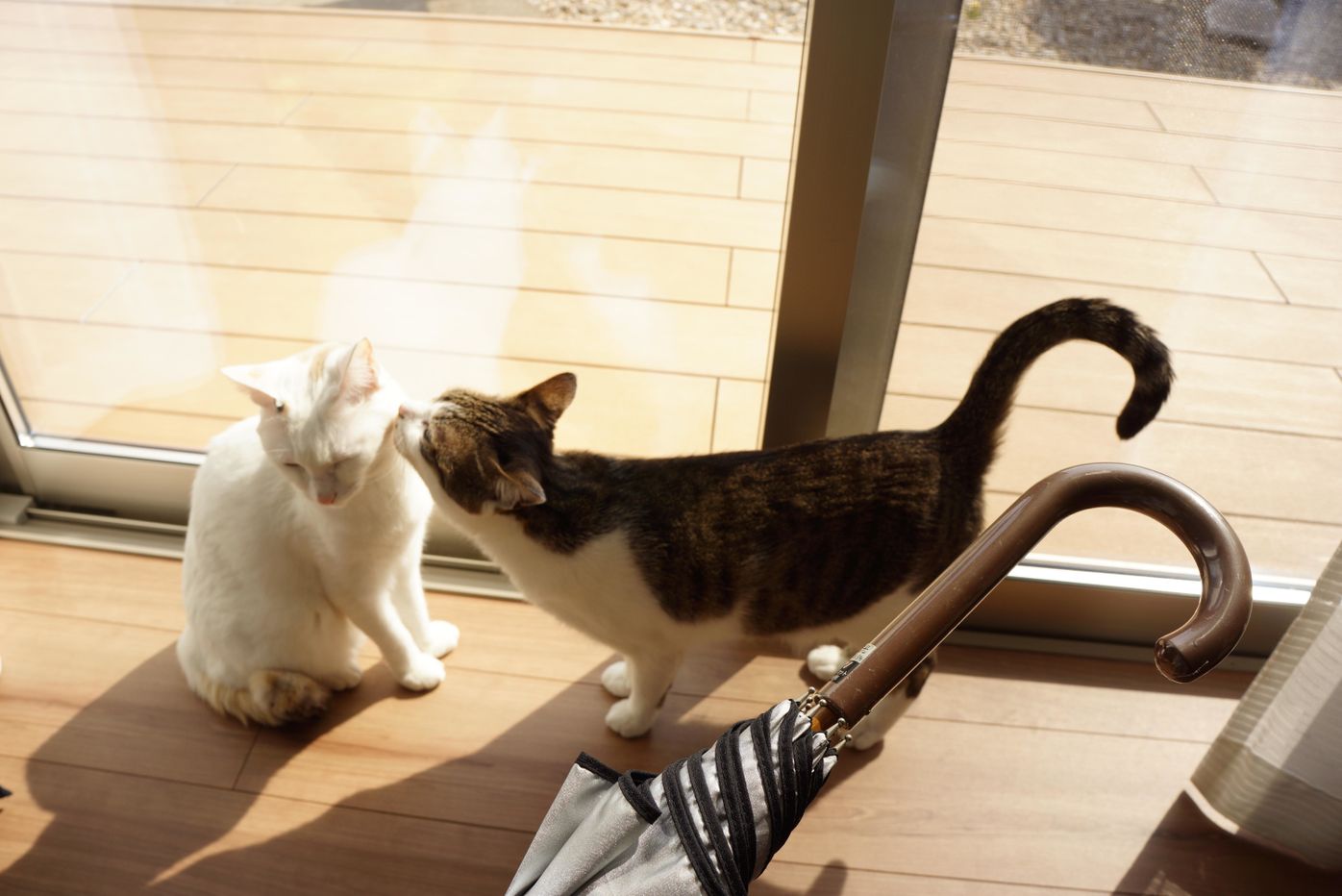 みんな違ってみんないい 呼び名もカワイイ 珍しっぽ たち ねこのきもちweb Magazine みんな違ってみんないい 呼び名もカワイイ 珍しっぽ たち ねこのきもちweb Magazine