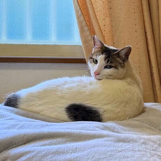 マットの上でくつろぐ凛くん