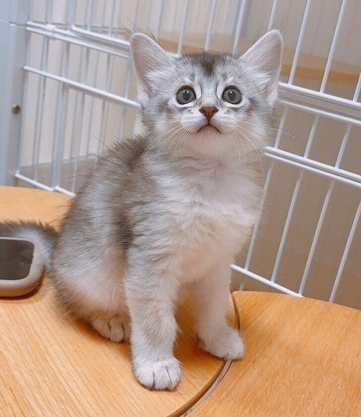 座って飼い主を見上げるソマリの子猫