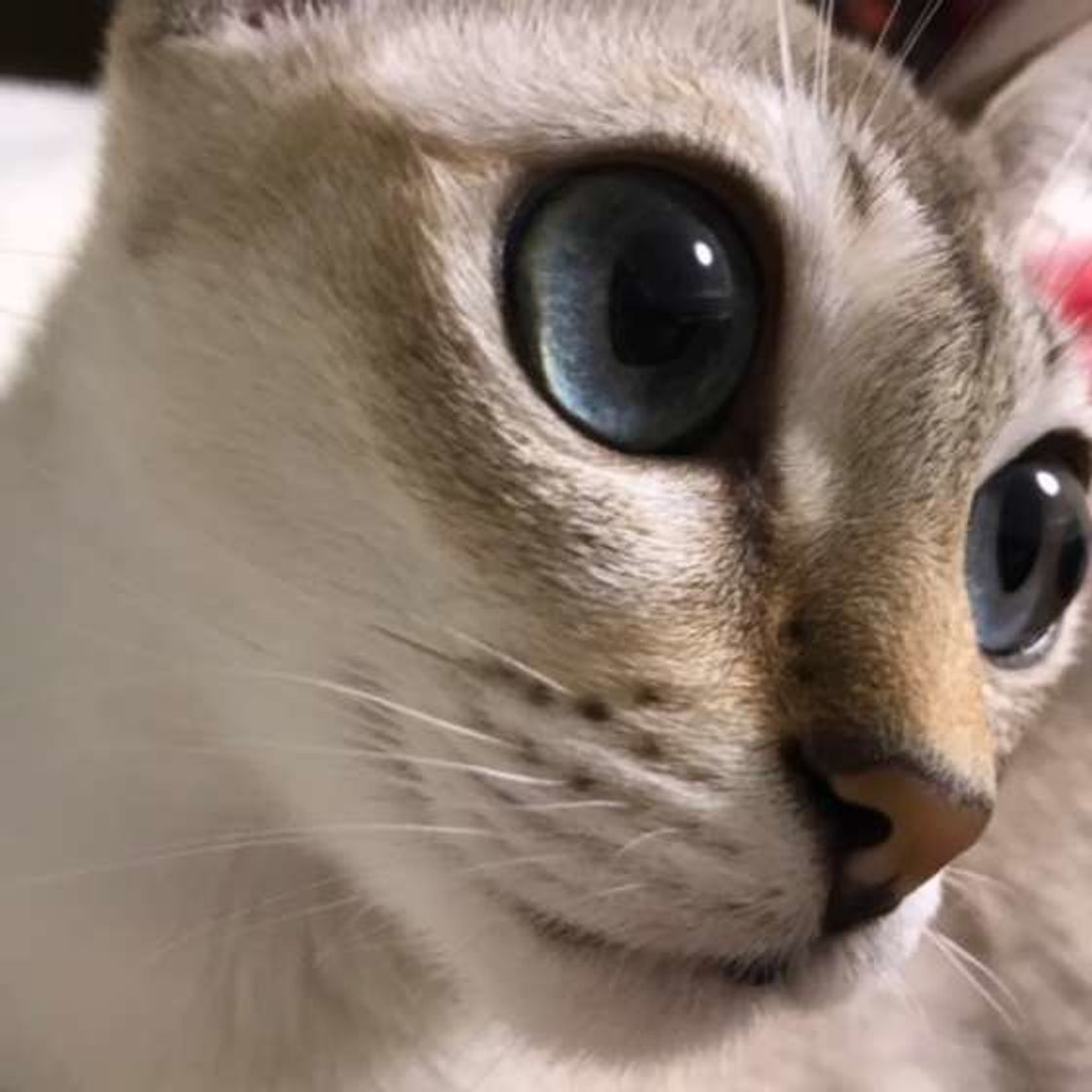 シンガプーラは世界最小の猫で筋肉質 魅力を徹底解説 ねこのきもちweb Magazine シンガプーラは世界最小の猫で筋肉質 魅力を徹底解説 ねこのきもちweb Magazine