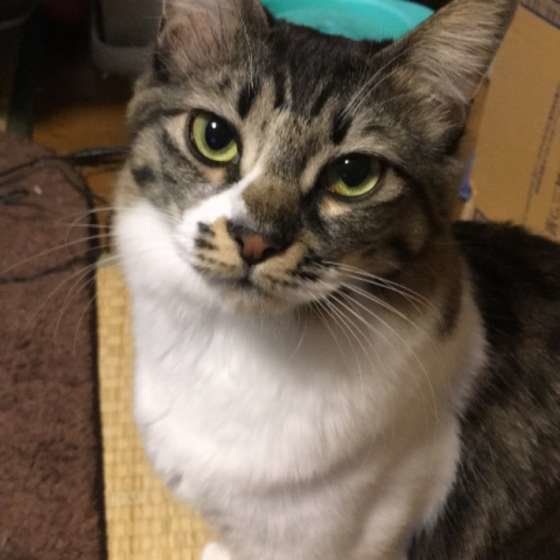 カメラ目線のサバトラ