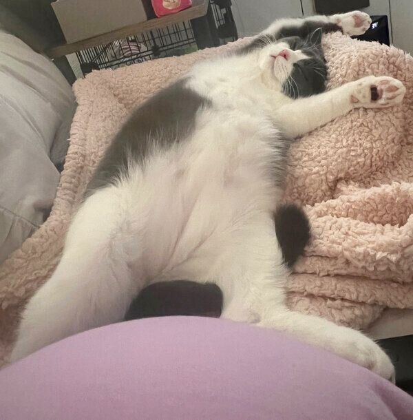 ヘソ天するおにぎりくん