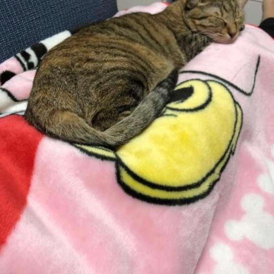 ベッドで眠る猫（キジトラ、メス）