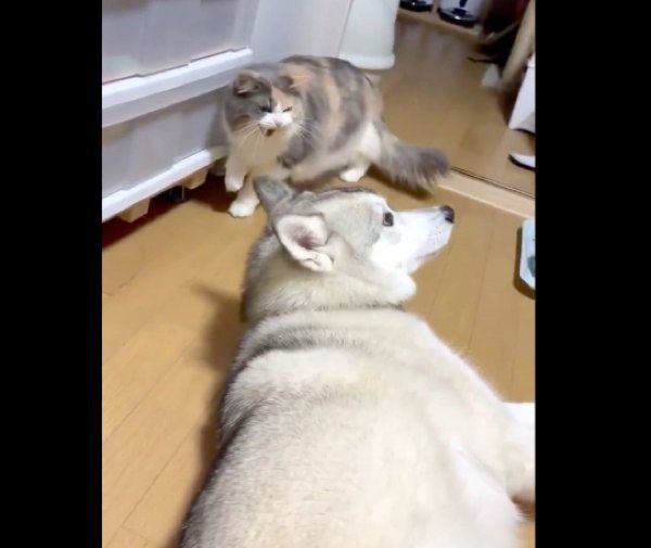 怒るこのはちゃんと、キョロキョロするゆきちゃん