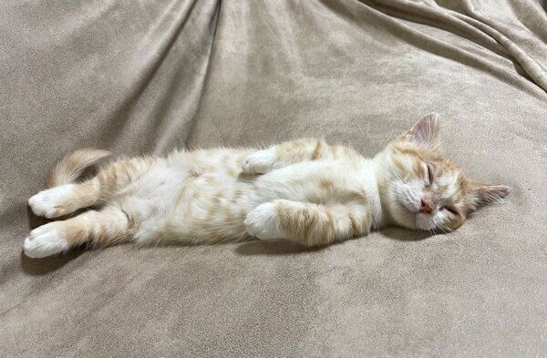 ソファで“ヘソ天”する虎太郎くん