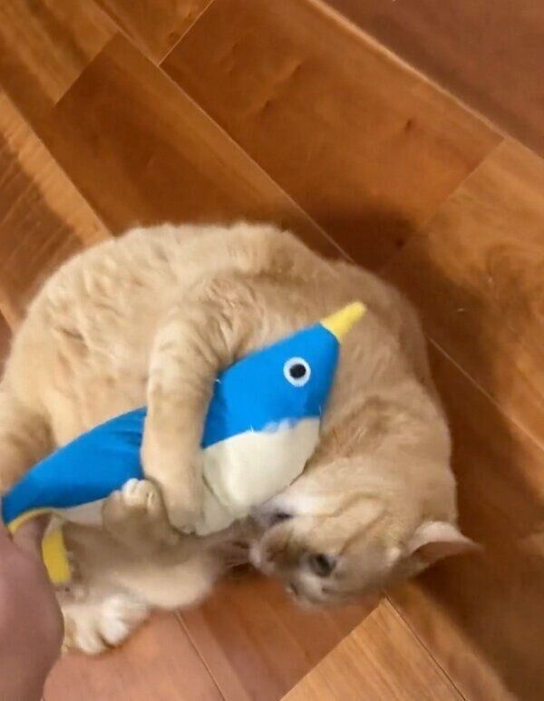 けりぐるみで遊ぶすずくん