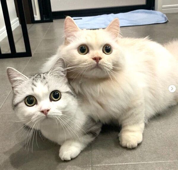 仲良しなつなちゃん、まよくん