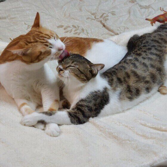 茶白のまるくん