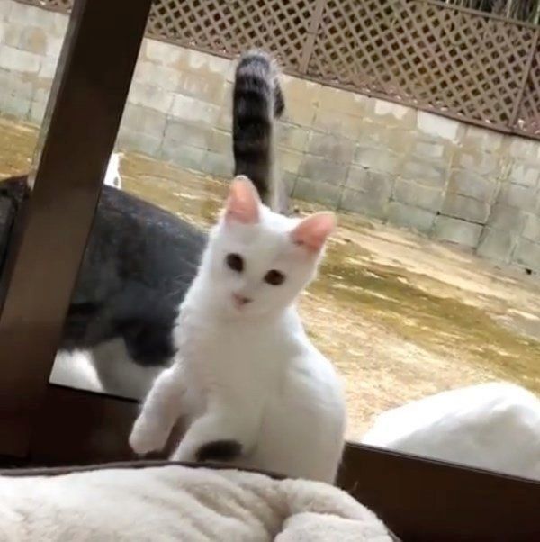 外の猫を見つめる猫