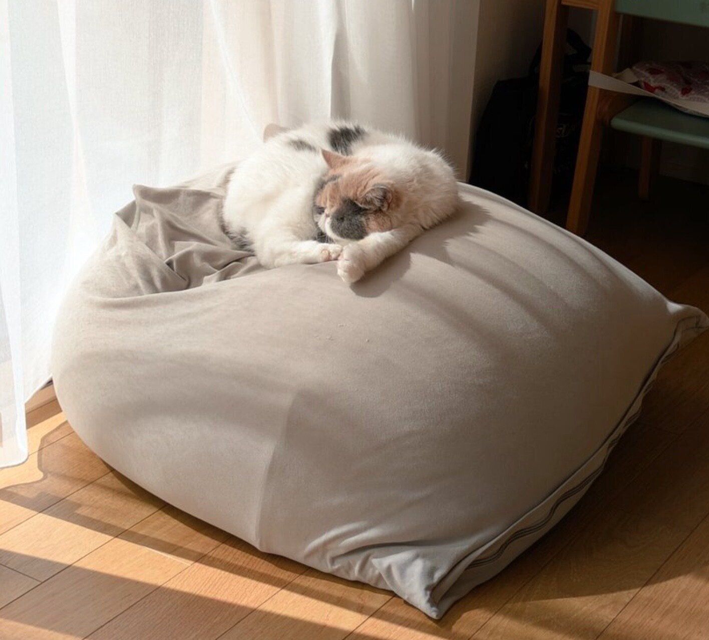 「ヨギボー」の上で眠るジャスミンちゃん