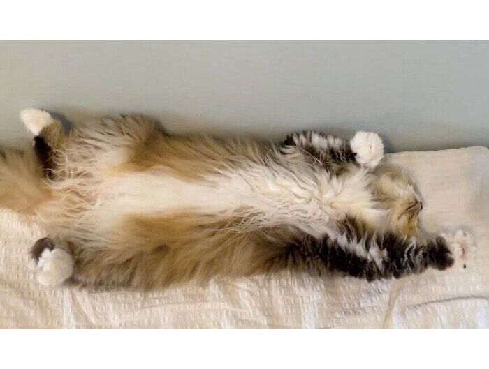 エアふみふみするみぬ次郎くん