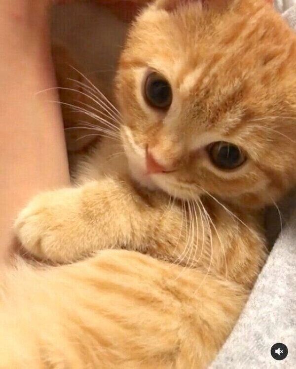 飼い主さんに甘える子猫時代のうにちゃん