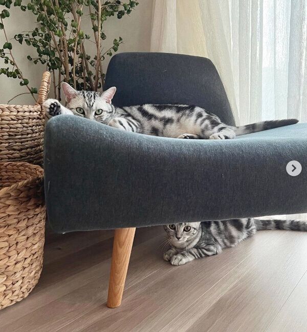 まったりするミーミーくん、うーうーちゃん