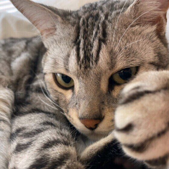 見つめるベンガル