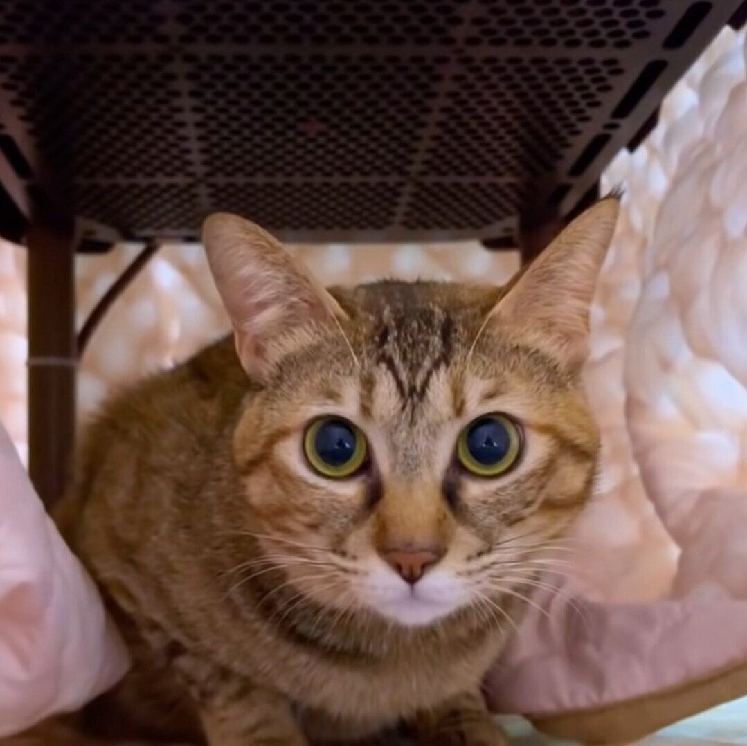 タイミングを見失ったリタちゃん