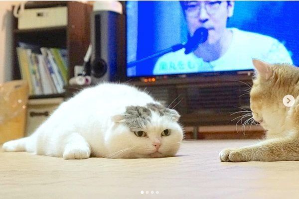 ペタンとするライくん