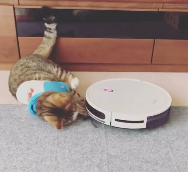 お掃除ロボットに果敢に勝負を挑むちびたんくん