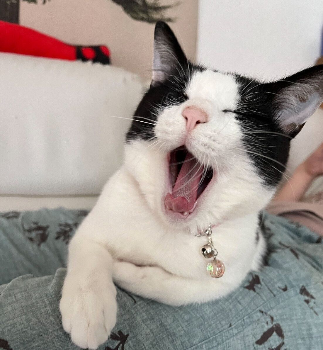 まったりくつろぐうたちゃん