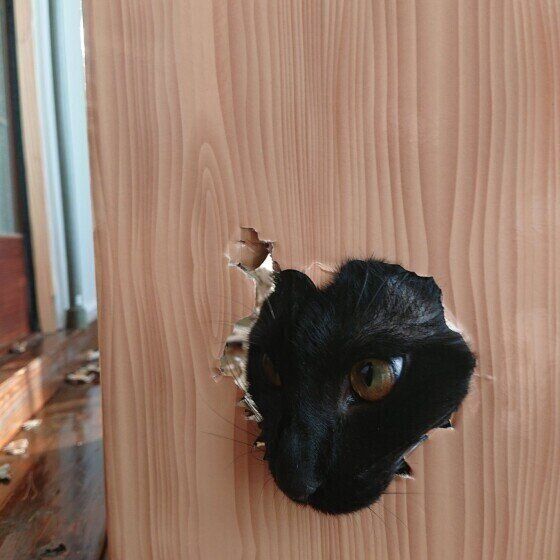 イタズラをする猫