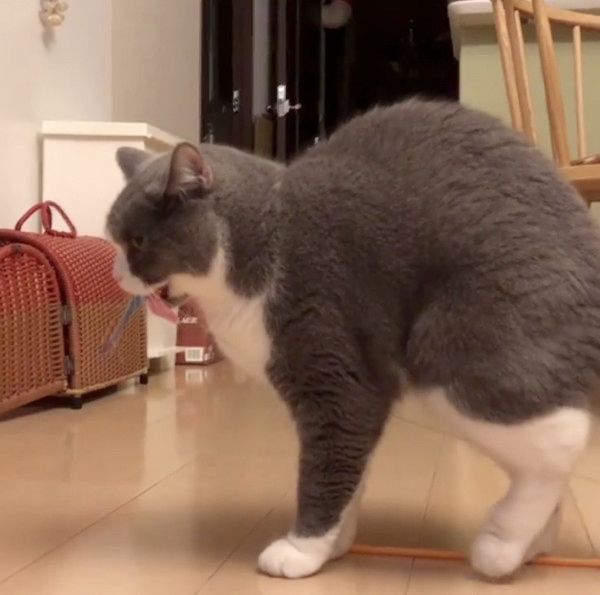 もじもじする猫