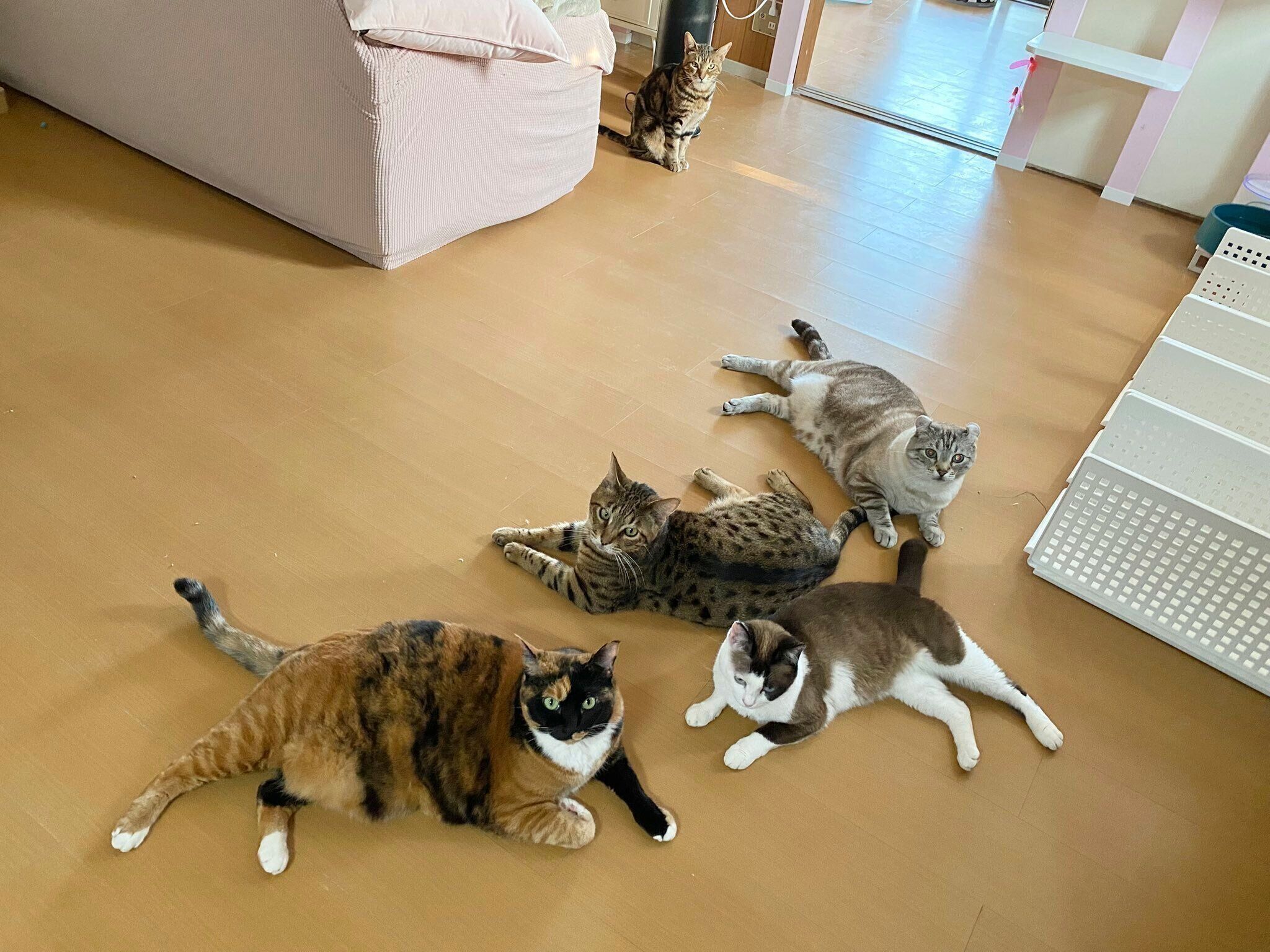 それぞれお肉の名前がついています