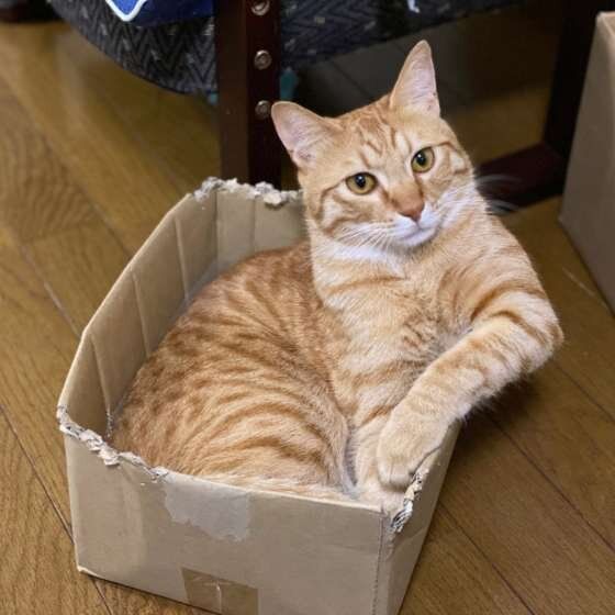 箱に入る猫