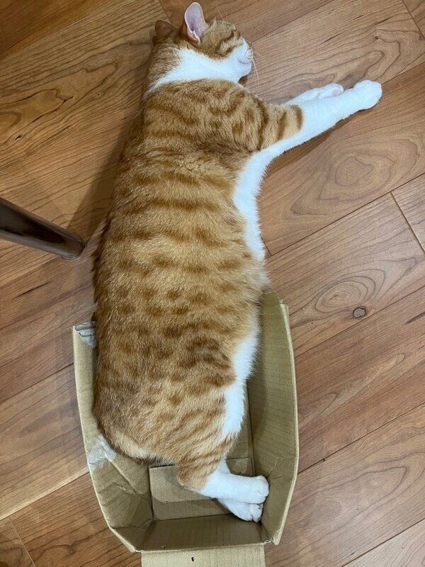 小さな箱からはみ出しているトラちゃん