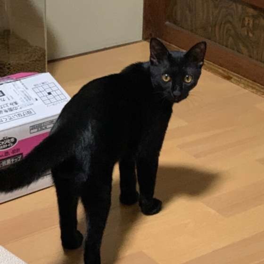 猫はどんな言葉をどれくらい覚えるの 獣医師の先生に聞いた ねこのきもちweb Magazine 猫はどんな言葉をどれくらい覚えるの 獣医師の先生に聞いた ねこのきもちweb Magazine