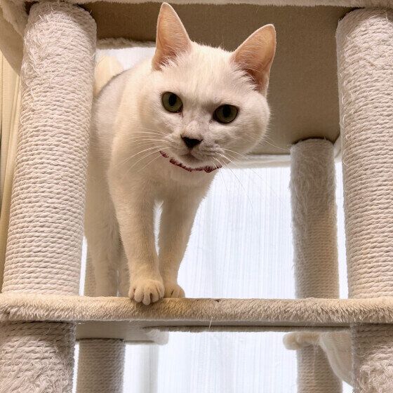 白猫のシフォンちゃん