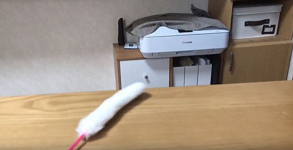 猫じゃらし