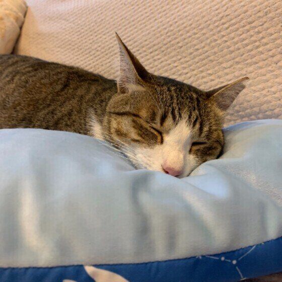 ひんやり枕で寝るキジトラのジュリアちゃん