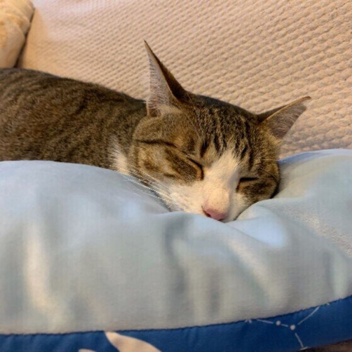 猫が過ごしやすい 暑い季節の部屋の作り方 猫ベッド ひんやりグッズを効果的に使おう ねこのきもちweb Magazine 猫が過ごしやすい 暑い季節の部屋の作り方 猫ベッド ひんやりグッズを効果的に使おう ねこのきもちweb Magazine