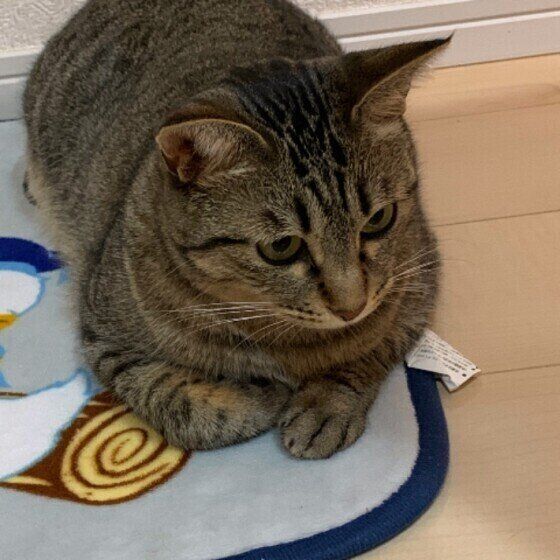 香箱座りするレンちゃん（MIX）