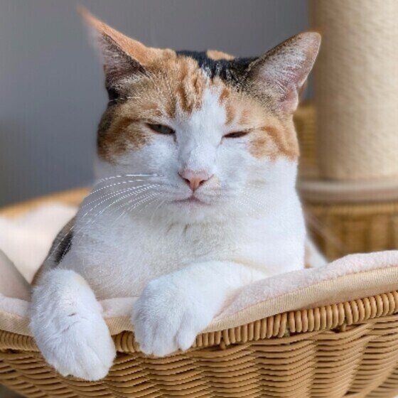 Mix（ミケ）のつばきちゃん♪