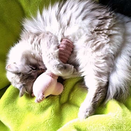 ラガマフィン 夏目くん