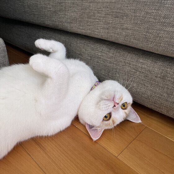 茶トラ‼️エアコン室内機 茶トラ様専用‼️エアコン室内機