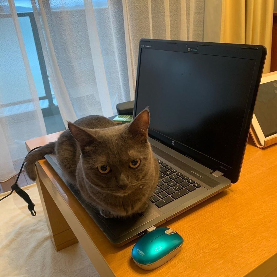 パソコンの上に居座る猫