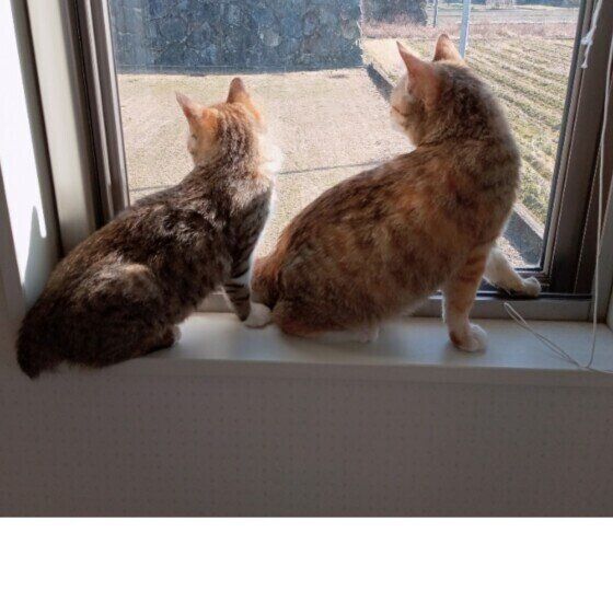 チビちゃんとデッカちゃん