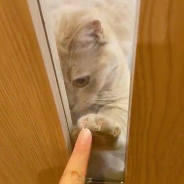 ドア越しにお手てタッチするここちゃん