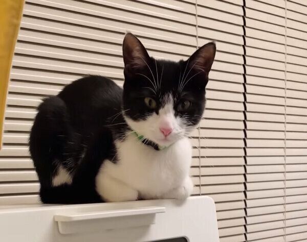 見つめるウメちゃん