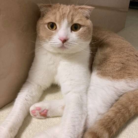 かわいいスコティッシュフォールド