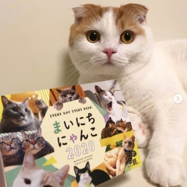 「まいにちにゃんこ2020」